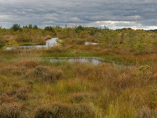 Landschaft im Neustädter Moor im Naturpark Dümmer, Landkreis Diepholz, Niedersachsen, Deutschland