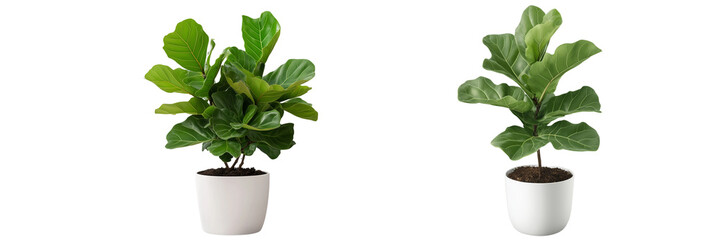 Set of a Fiddle-leaf fig plant in a white pot Isolated on transparent background.