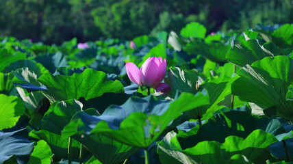 Exploring the Beauty and Care of Lotus Water Lilies