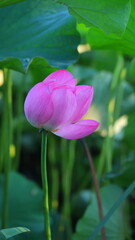 Naklejka premium A Lotus Flower in the Park: Beauty and Serenity