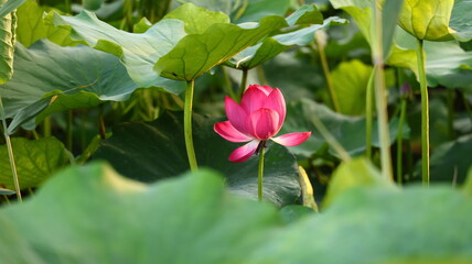 A Stunning Lotus Flower in the Park: Nature's Beauty
