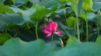 A Lotus Flower in the Park: Nature's Tranquility and Beauty