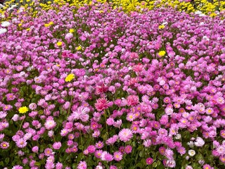 Obraz premium daisy
