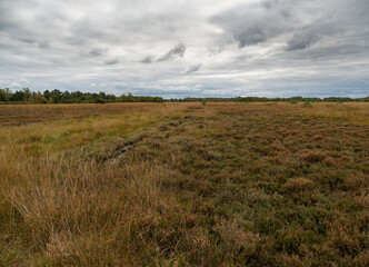 Landschaft im Neustädter Moor im Naturpark Dümmer, Landkreis Diepholz, Niedersachsen, Deutschland
