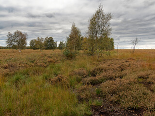 Landschaft im Neustädter Moor im Naturpark Dümmer, Landkreis Diepholz, Niedersachsen, Deutschland