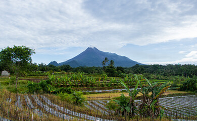 A scenic view of Merapi Mountain towering over lush green rice fields, showcasing nature's beauty and the harmony of agriculture and volcanic landscapes.