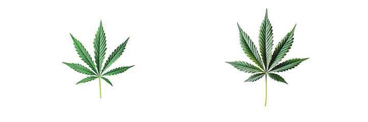 Set of a cannabis leaf, isolated on a transparent background.