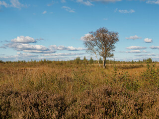 Landschaft im Oppenweher Moor im Naturpark Dümmer, Landkreis Diepholz, Niedersachsen, Deutschland