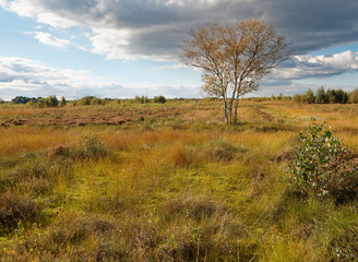 Landschaft im Oppenweher Moor im Naturpark Dümmer, Landkreis Diepholz, Niedersachsen, Deutschland