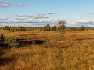 Landschaft im Oppenweher Moor im Naturpark Dümmer, Landkreis Diepholz, Niedersachsen, Deutschland