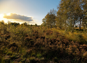 Obraz premium Abendstimmung im Rehdener Geestmoor bei Rehden, Naturpark Dümmer, Landkreis Diepholz, Niedersachsen, Deutschland