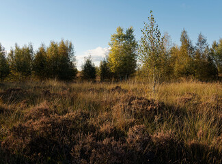 Fototapeta premium Abendstimmung im Rehdener Geestmoor bei Rehden, Naturpark Dümmer, Landkreis Diepholz, Niedersachsen, Deutschland