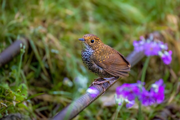 Scaly-breasted cupwing seating on iron rod. 
