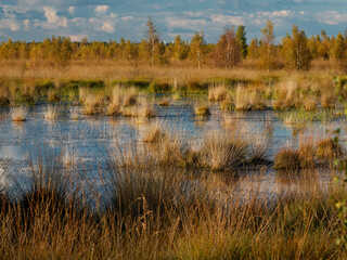 Abendstimmung im Rehdener Geestmoor bei Rehden, Naturpark Dümmer, Landkreis Diepholz,...