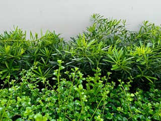 Close up view of plants in a bush in a garden