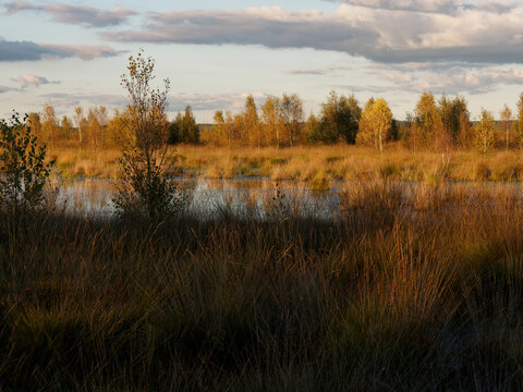 Abendstimmung im Rehdener Geestmoor bei Rehden, Naturpark D&uuml;mmer, Landkreis Diepholz, Niedersachsen, Deutschland