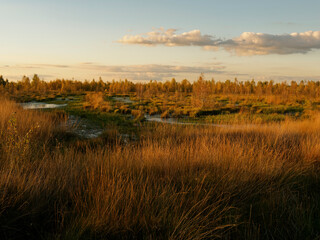 Abendstimmung im Rehdener Geestmoor bei Rehden, Naturpark Dümmer, Landkreis Diepholz, Niedersachsen, Deutschland