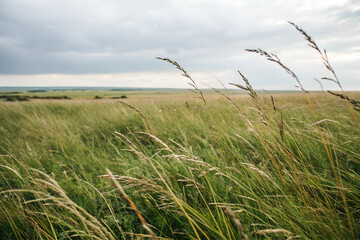 Obraz premium A grass field stretches out in all directions