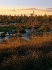 Abendstimmung im Rehdener Geestmoor bei Rehden, Naturpark Dümmer, Landkreis Diepholz, Niedersachsen, Deutschland