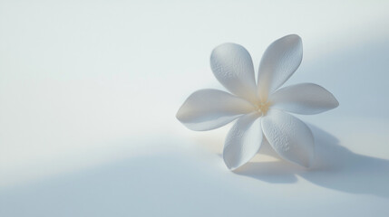 Naklejka premium Serene White Plumeria Flower on Soft Background