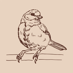Titmouse. Hand drawn vector illustration.