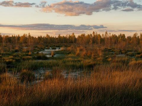 Abendstimmung im Rehdener Geestmoor bei Rehden, Naturpark D&uuml;mmer, Landkreis Diepholz, Niedersachsen, Deutschland