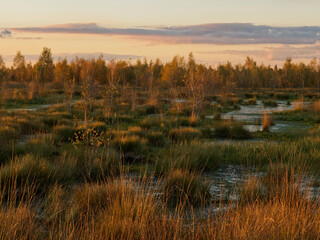 Abendstimmung im Rehdener Geestmoor bei Rehden, Naturpark Dümmer, Landkreis Diepholz, Niedersachsen, Deutschland