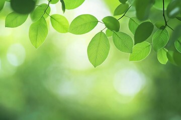 Obraz premium Closeup beautiful view of nature green leaf on greenery blurred background with sunlight and copy space. It is use for natural ecology summer background and fresh wallpaper concept.