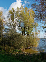 Obraz premium Der Dümmer See zwischen Lembruch und Dümmerlohausen, Naturpark Dümmer, Landkreis Diepholz, Niedersachsen, Deutschland