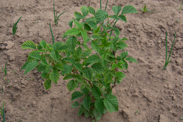 Young raspberry bush in the garden in spring