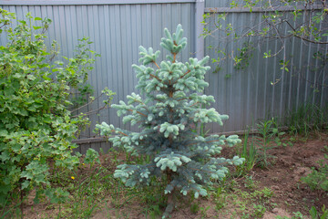 Beautiful little fluffy blue spruce