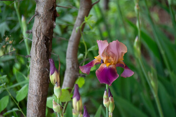 Beautiful lilac-violet iris next to a tree trunk on a blurred green background