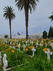 Friedhof unter Palmen 