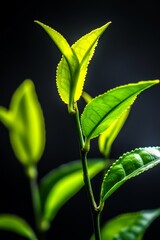Green tea saplings on a black background show freshness and natural growth.