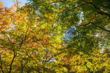 秋・冬　紅葉の森の風景　赤・オレンジ・黄色に色づいたカラフルな木々の葉と輝く日差しと太陽の光美しい季節の風景