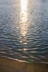 夕日に照らされた冬の池　池に反射するキラキラ輝く日の光　水面に浮かぶ鴨　夕方・黄昏・寂しい