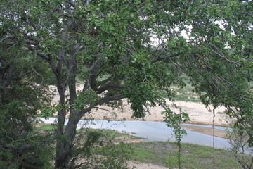Sabi Sand Nature Reserve, the Sand River, South Africa