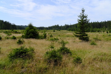 Obraz premium Naturschutzgebiet Saukopfmoor bei der Stadt Oberhof, Landkreis Gotha, Landkreis Schmalkalden-Meiningen, Thüringen, Deutschland