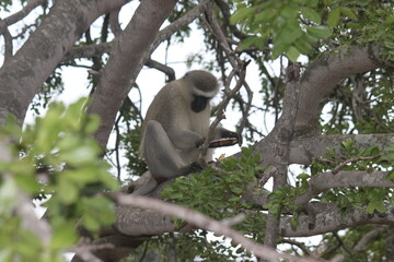 Vervet monkey with stolen chocolate bar