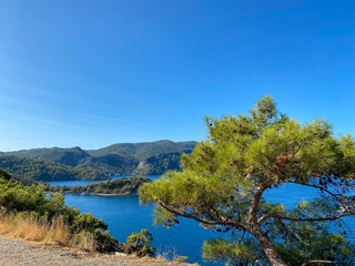 Sea bay, mountains and pine trees