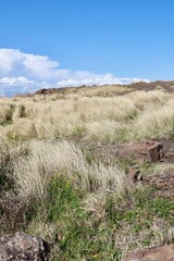 dunes in the desert
