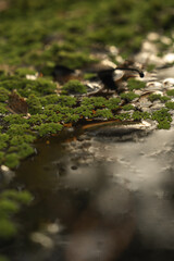 A close up of plants and flowers with sun light, concept of Earth day, peaceful and growth, botanical, ecosystem environmental and sustainable background or wallpaper banner. rainforest and greenery.