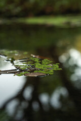 A close up of plants and flowers with sun light, concept of Earth day, peaceful and growth, botanical, ecosystem environmental and sustainable background or wallpaper banner. rainforest and greenery.