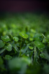 A close up of plants and flowers with sun light, concept of Earth day, peaceful and growth, botanical, ecosystem environmental and sustainable background or wallpaper banner. rainforest and greenery.