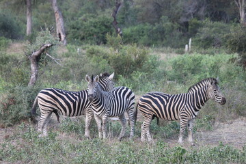 A dazzle of Burchell's Zebra in South Africa