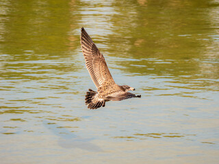Fototapeta premium Young Pacific Gull With Wings Spread