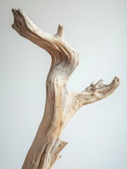Fototapeta premium Abstract Art: Dried Seaweed Tree
