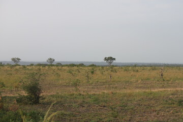 Bushveld landscape, South Africa