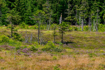 Naturschutzgebiet Saukopfmoor bei der Stadt Oberhof, Landkreis Gotha, Landkreis...