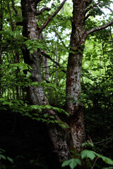 Close-up of Tree Trunks in a Dense Forest